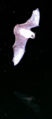 picture of bat