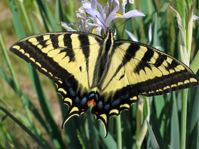 picture of butterfly 