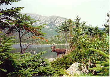 Pic of a moose