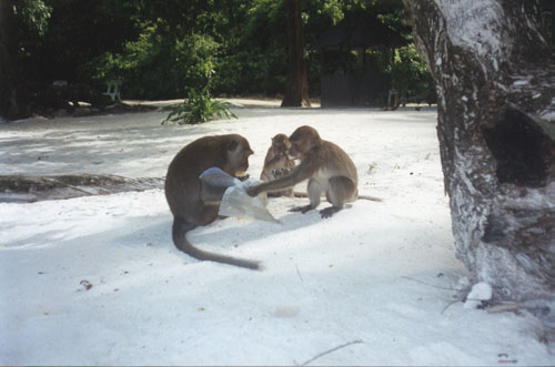 Pic of monkeys on Koh Phi Phi