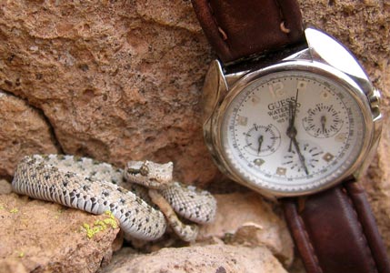 picture of rattlesnake