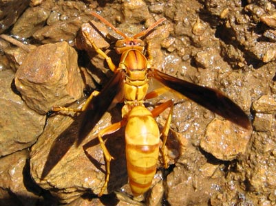 picture of wasp 
